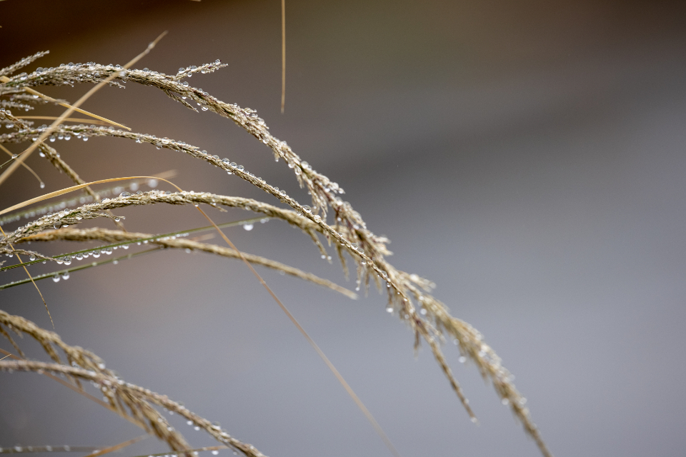 Grass Dew