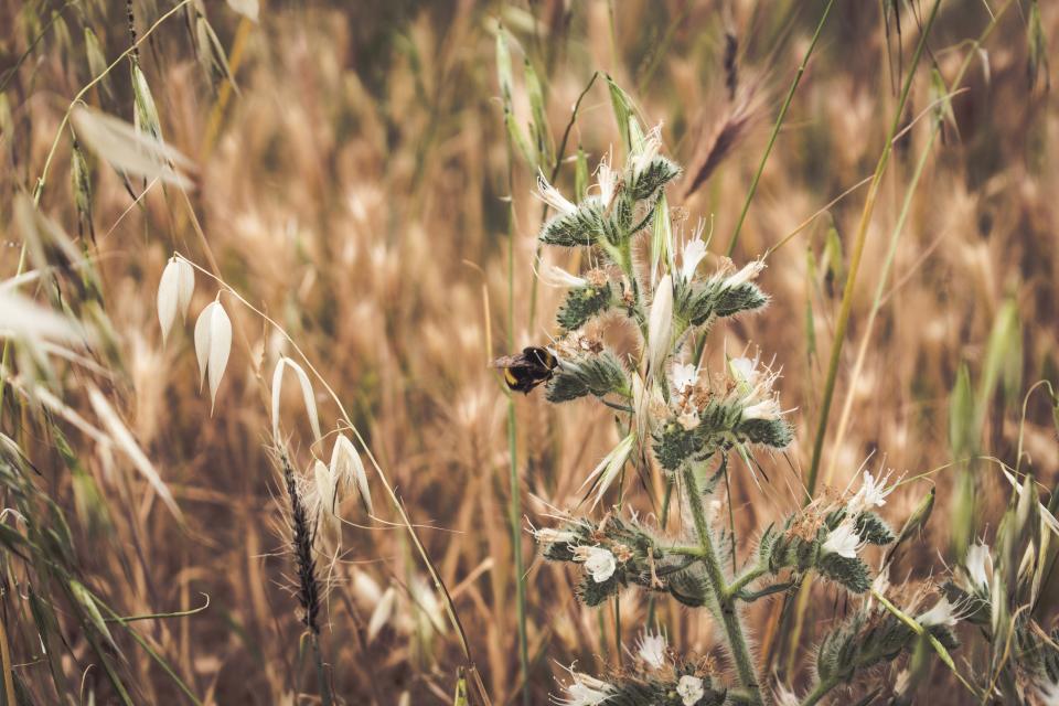 Grass Outdoor