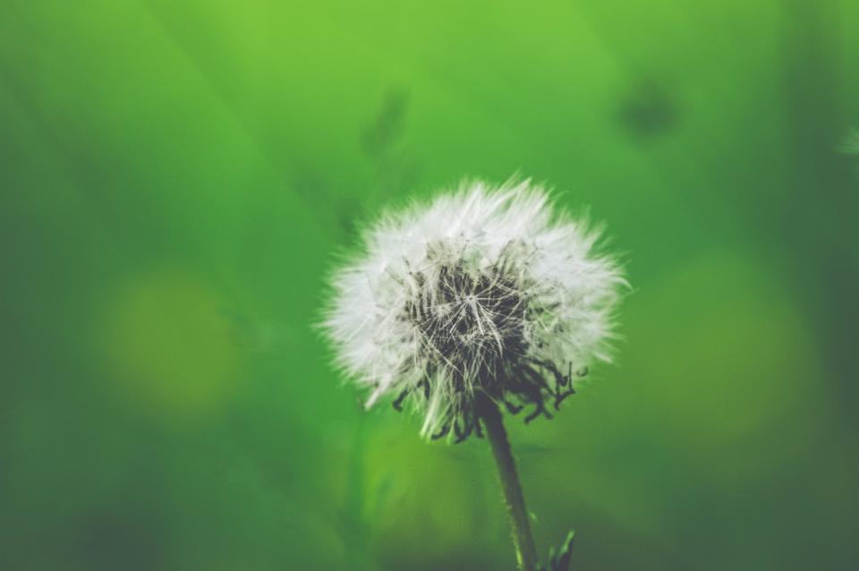 Flowers Nature