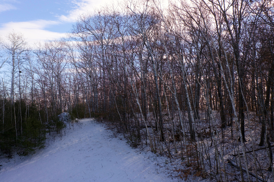 Winter Forest