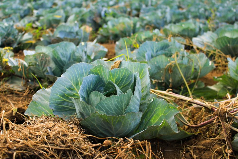 Crops Field
