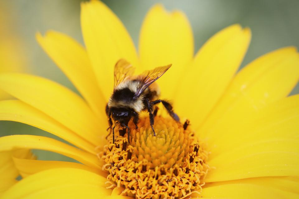 Yellow Bumble Bee