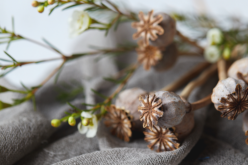 Dried Poppy