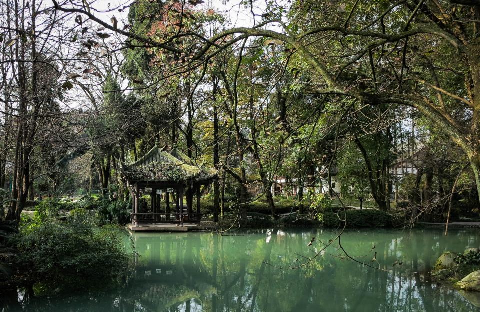 Water Trees