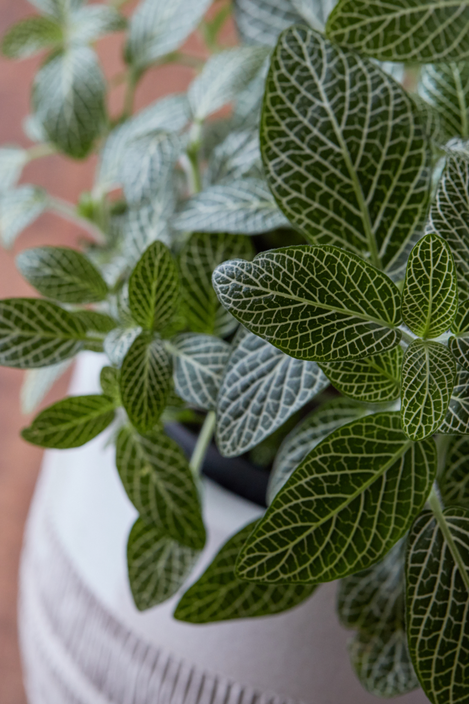 House Plant