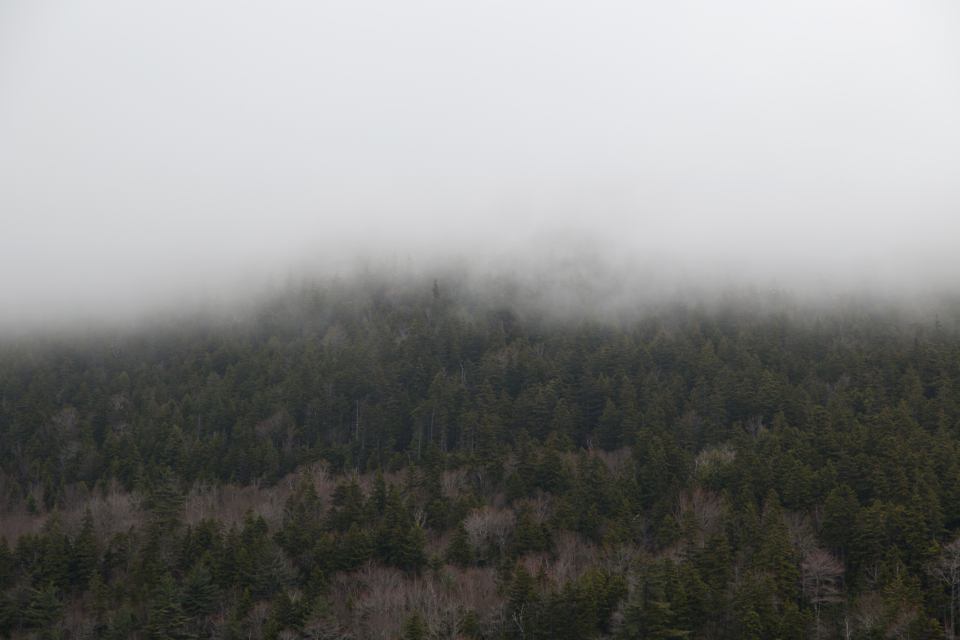 Forest Mountain