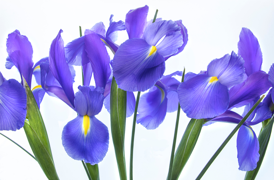 Flower Blossom