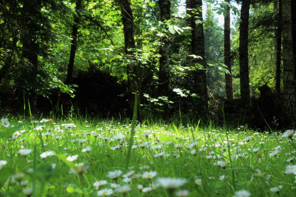 Green Grass