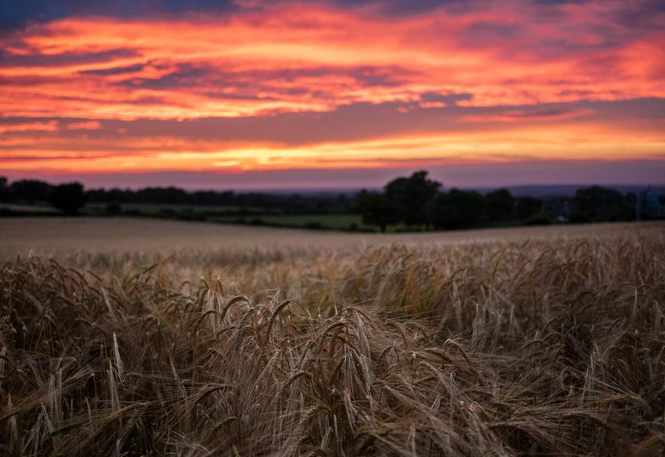 Sunset Grass