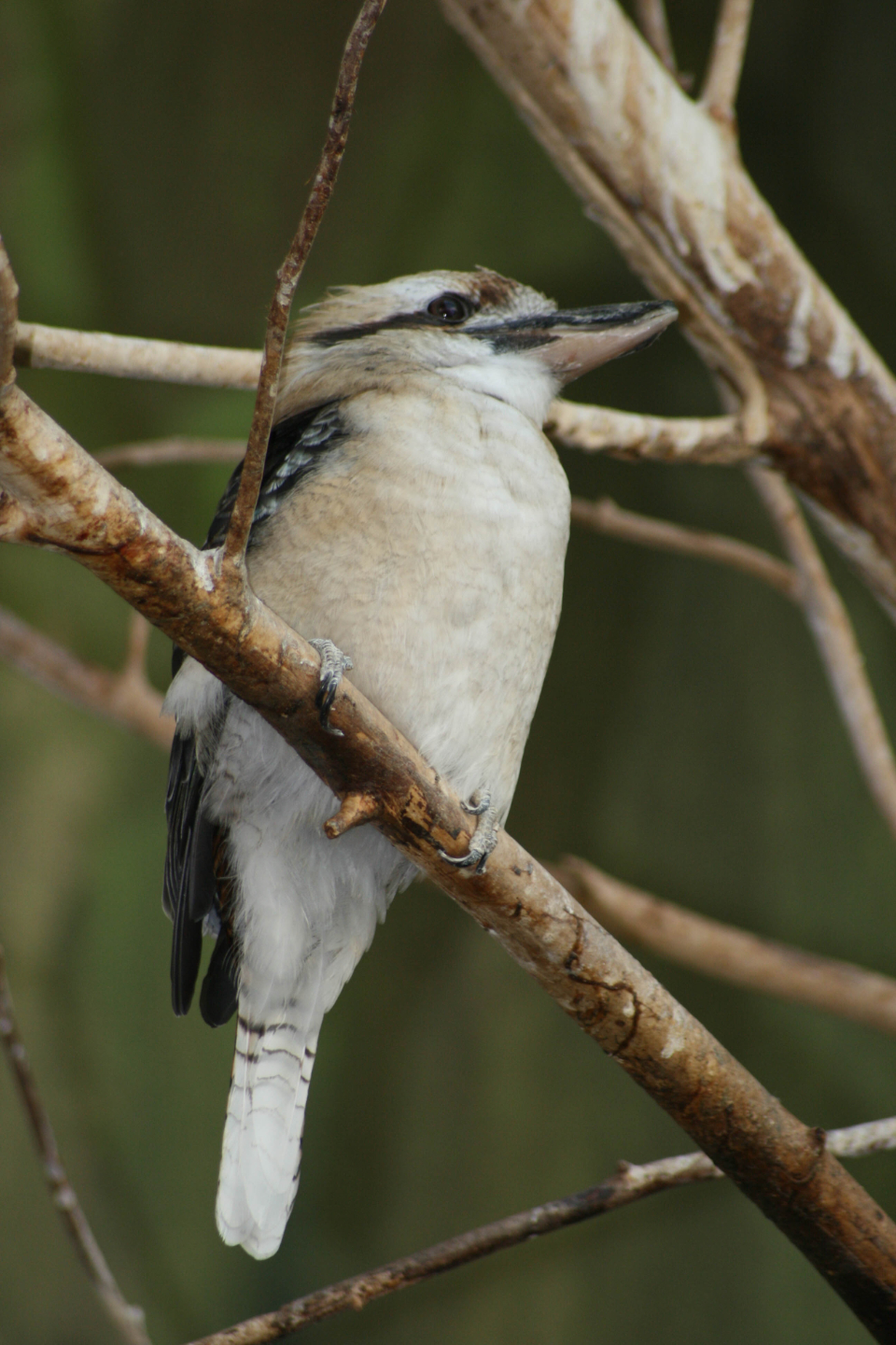 Woodpecker Bird