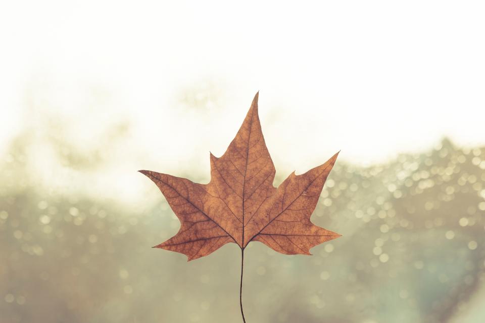 Leaf Fall