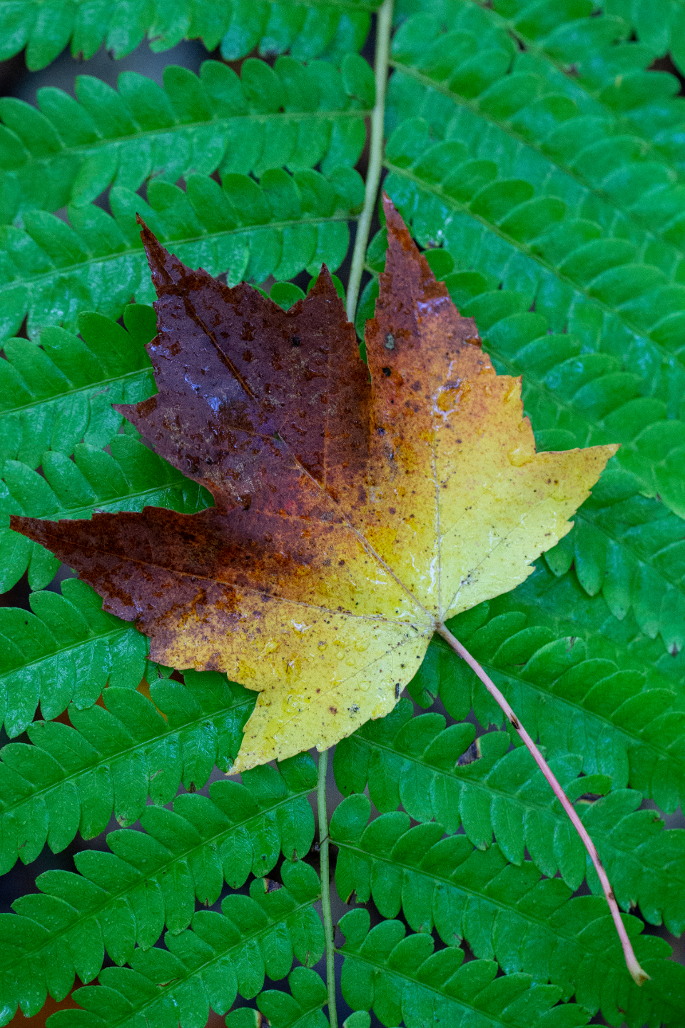 Single Leaf