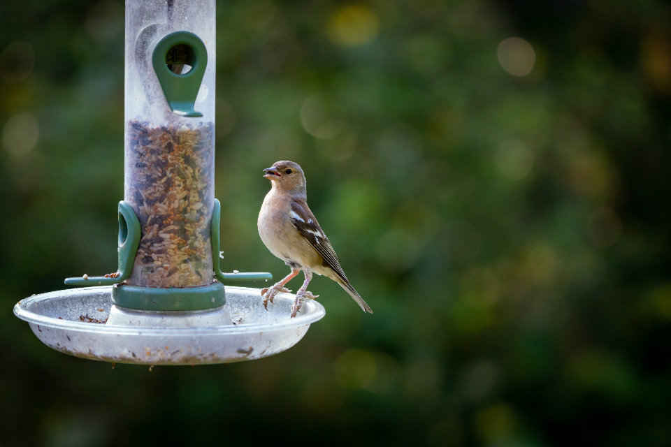Bird Feeder