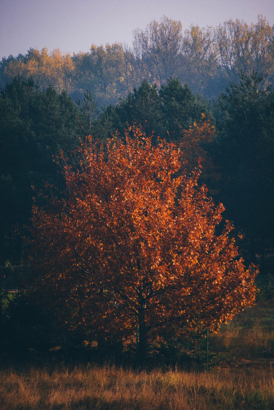 Trees Forest