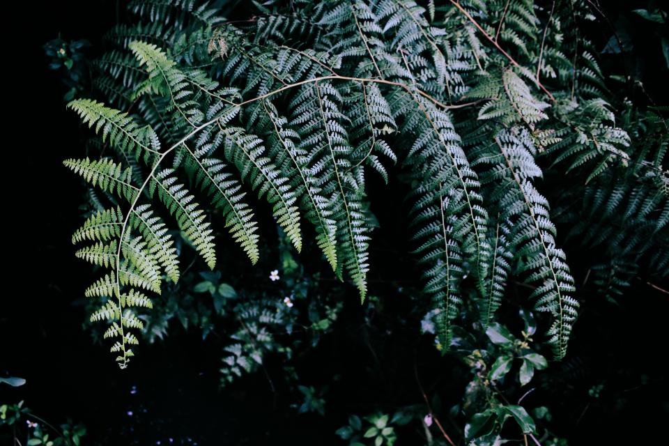 Tree Plant