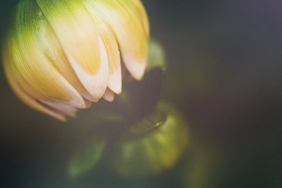 Abstract Flower