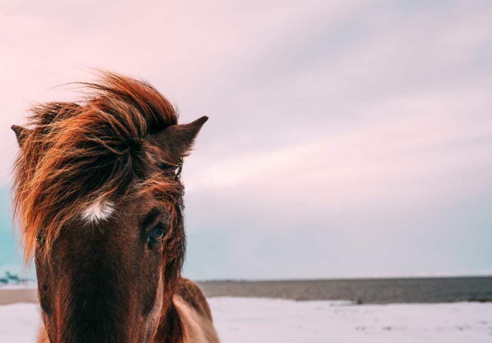 Animals Horse