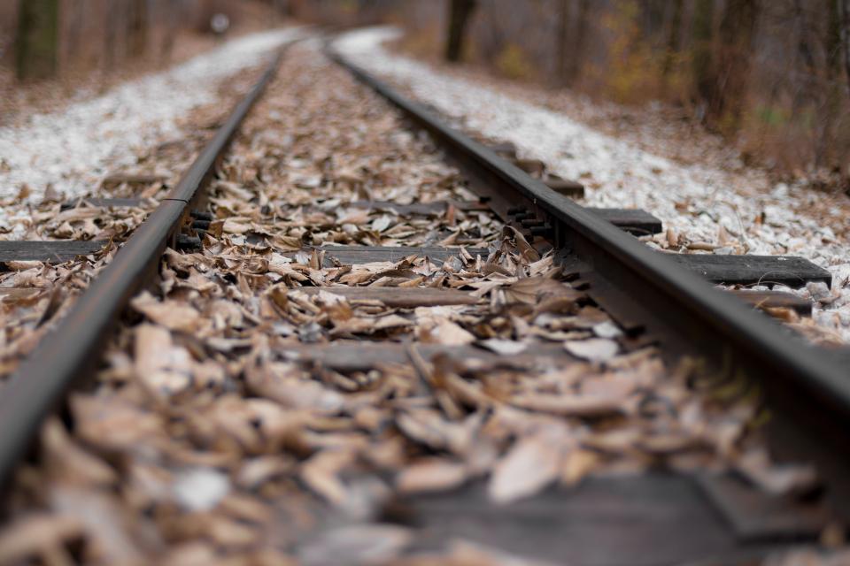 Leaf Fall