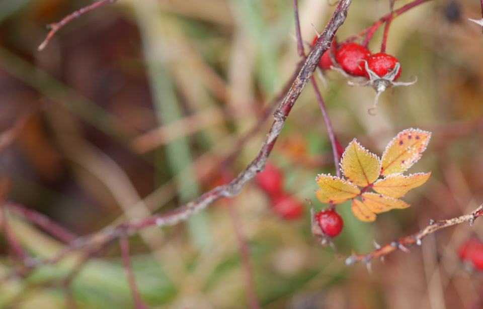 Fall Leaves