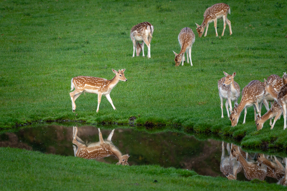 Deers Nature