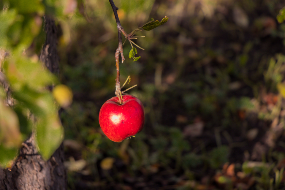 Apple Nature