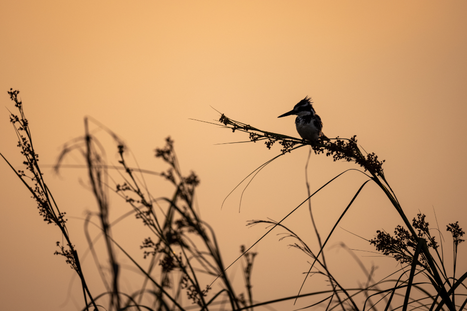Bird Perched