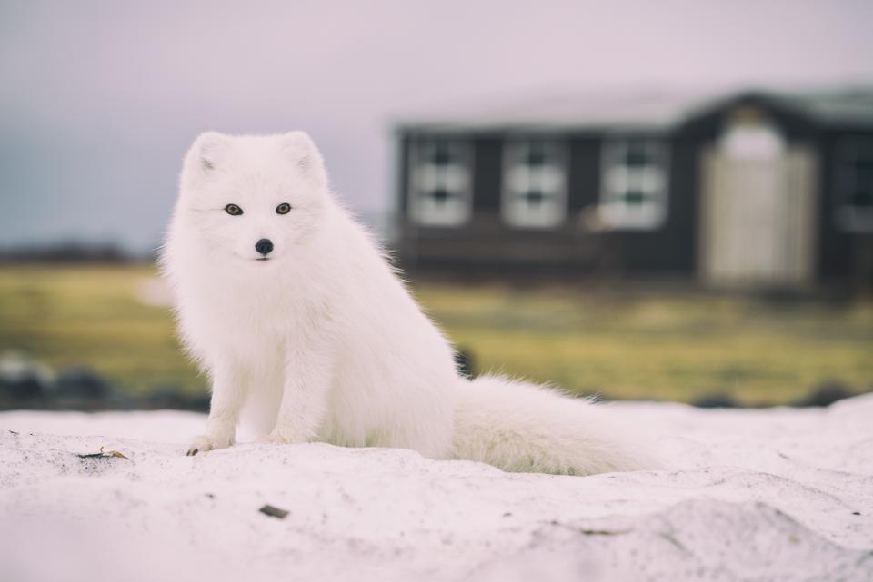 Dog Puppy