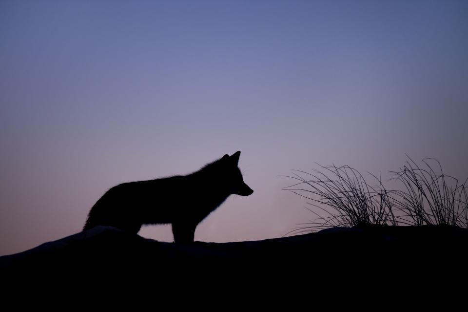 Animals Wolves