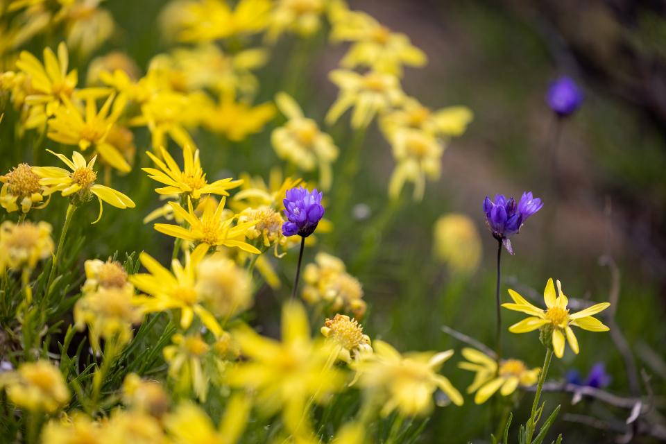 Flowers Garden