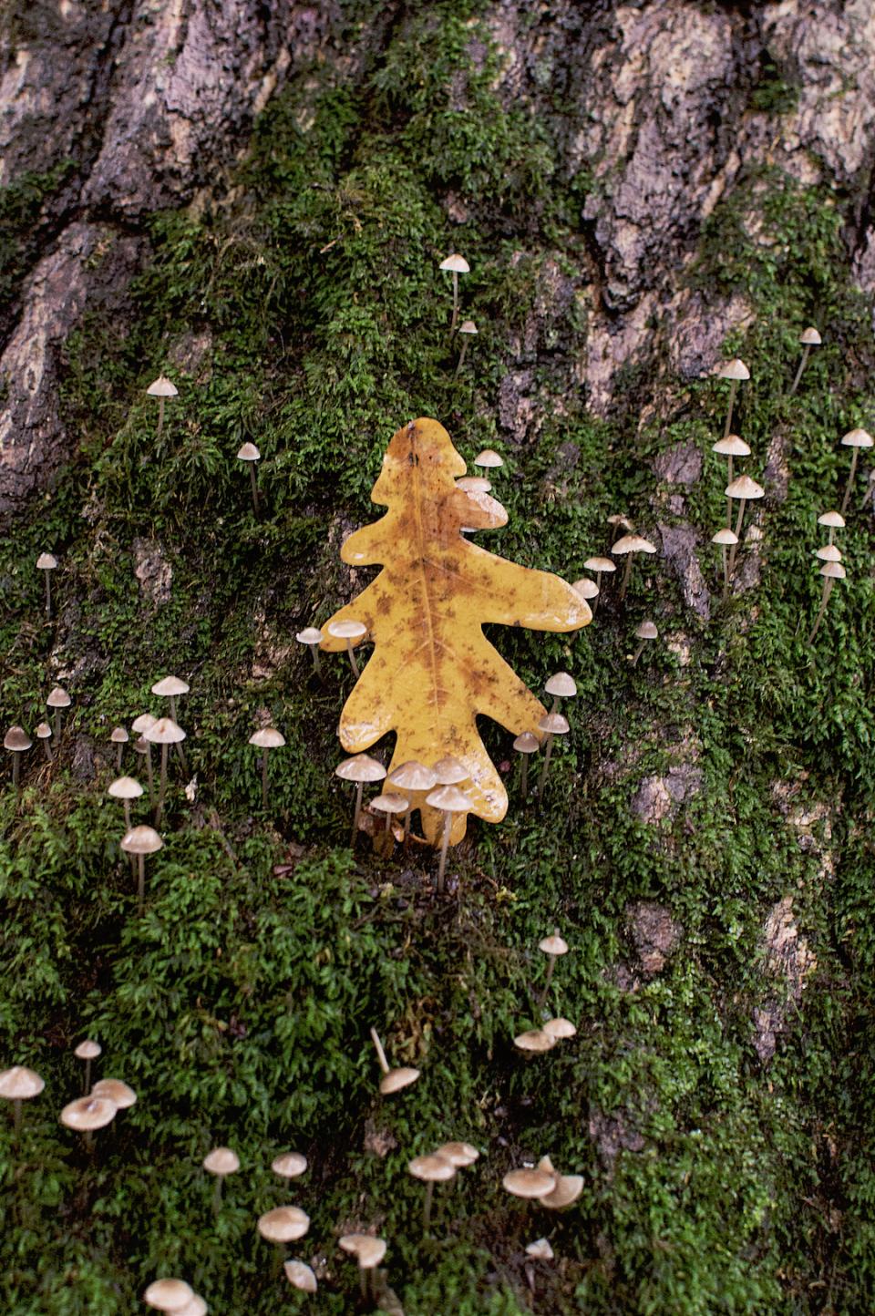 Nature Tree