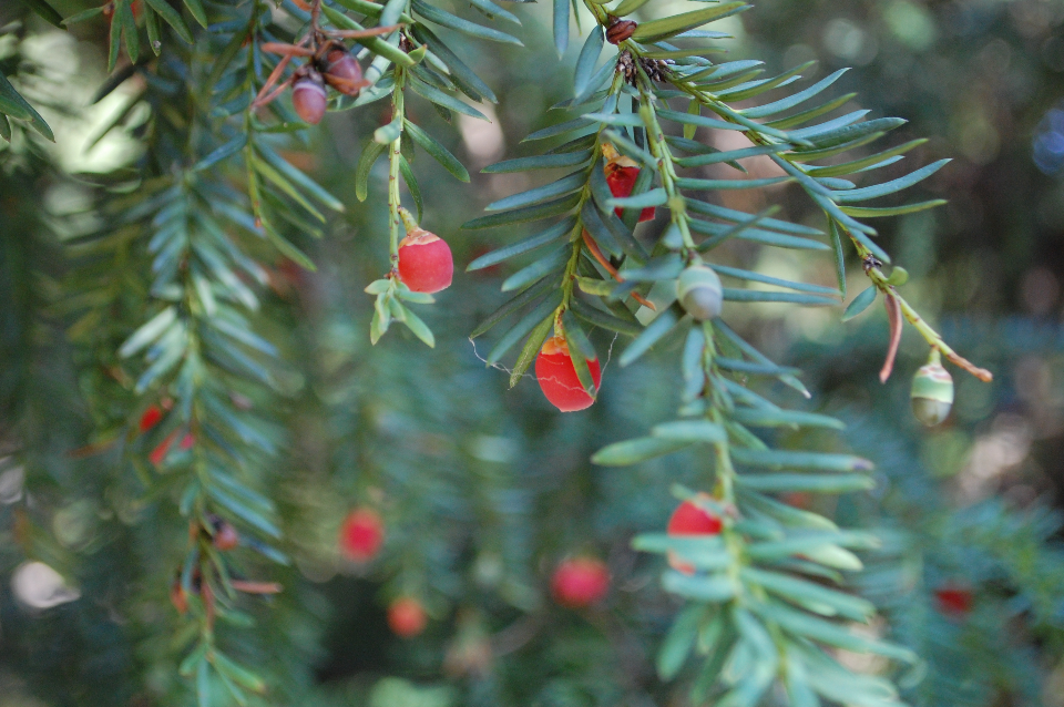 Red Berry