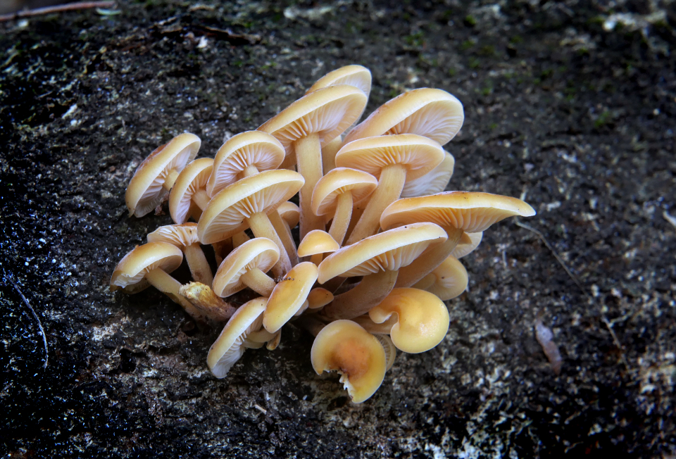 Mushroom Fungus