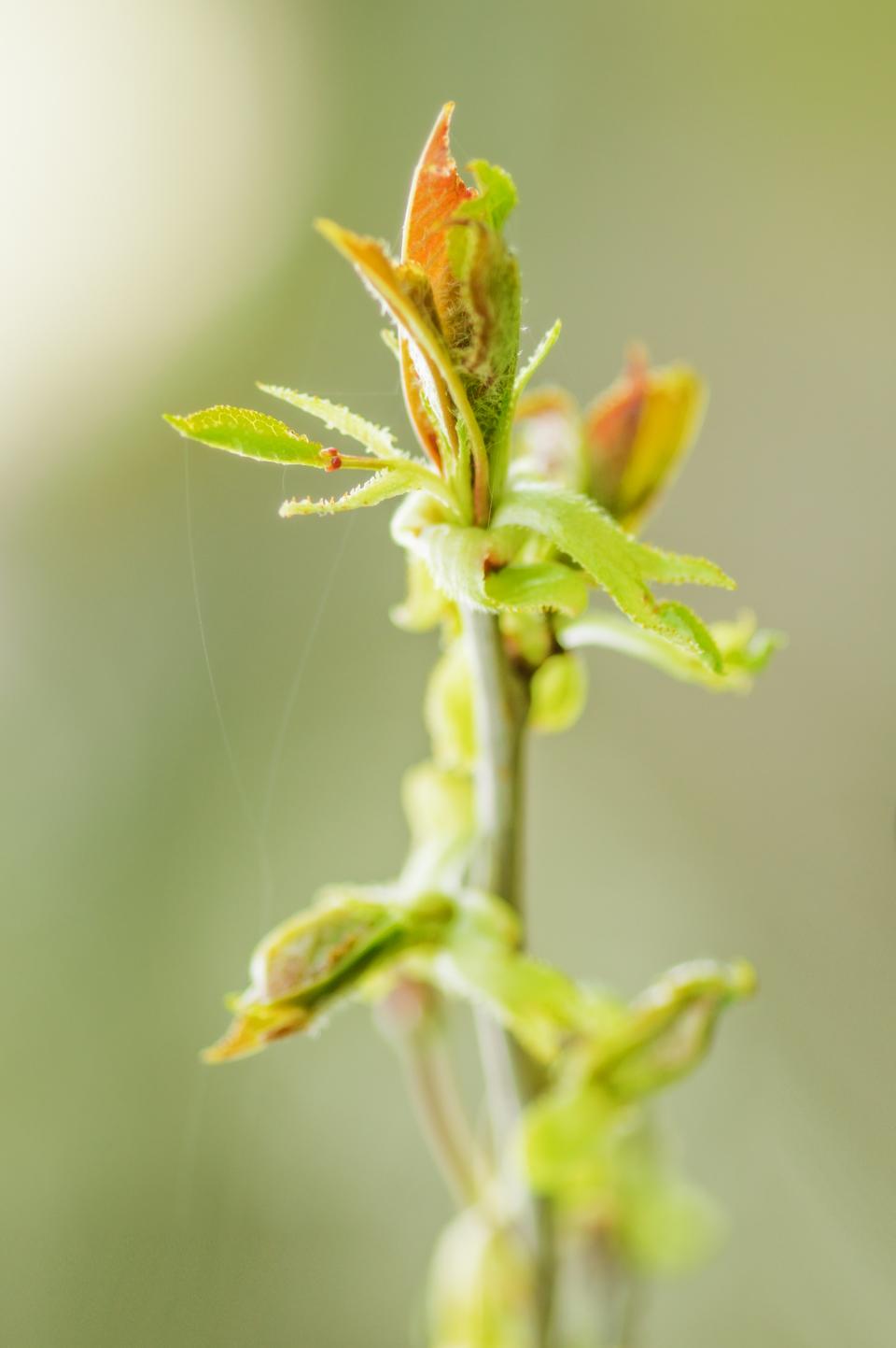 Flower Green