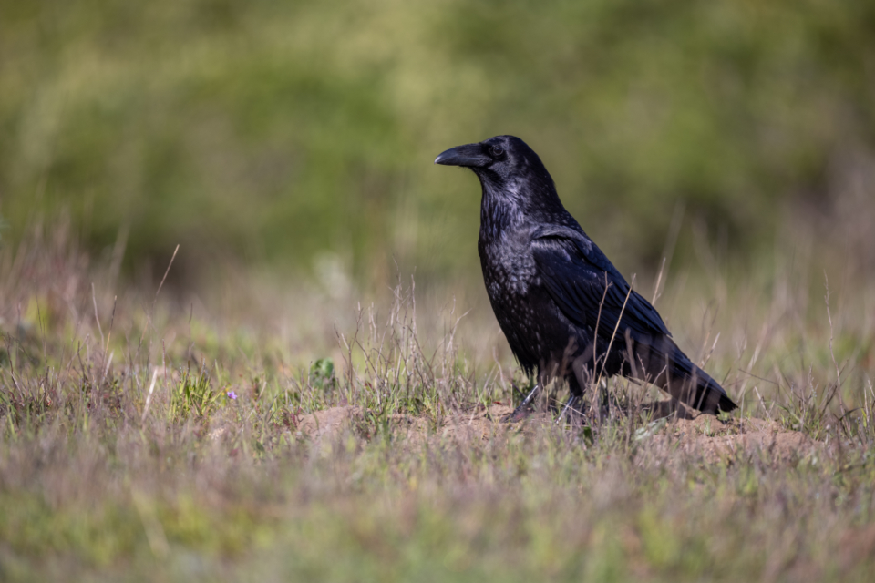 Raven Bird