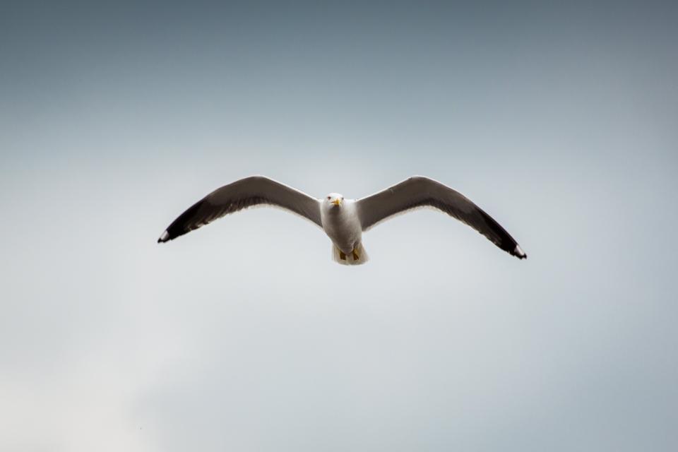 Animals Birds