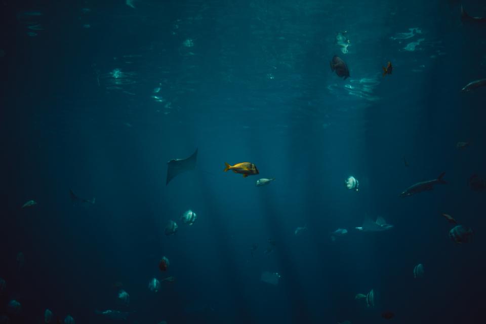 Fish Aquatic