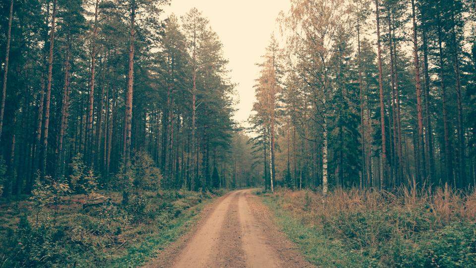 Nature Landscape