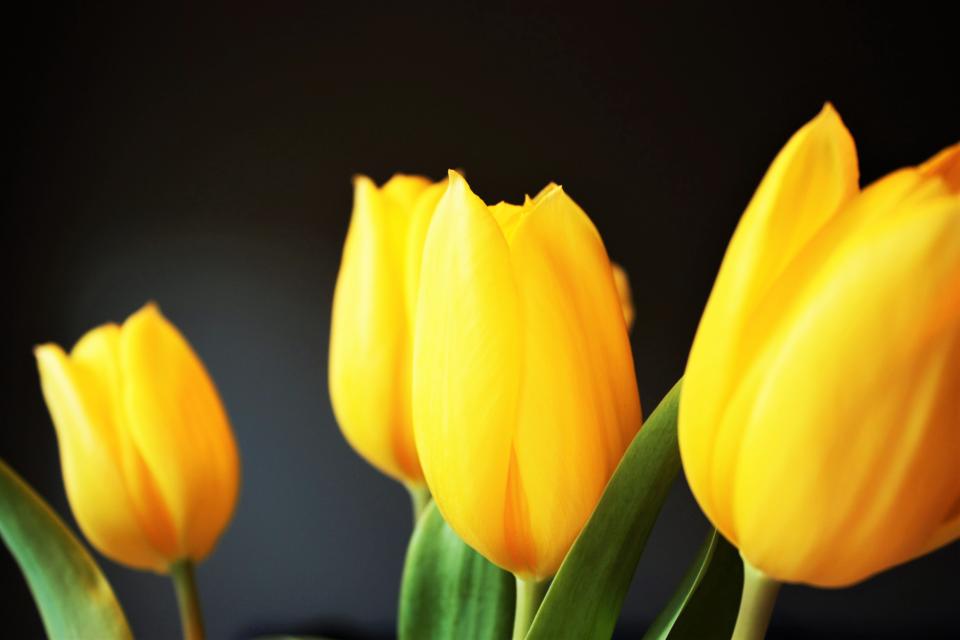 Yellow Petal