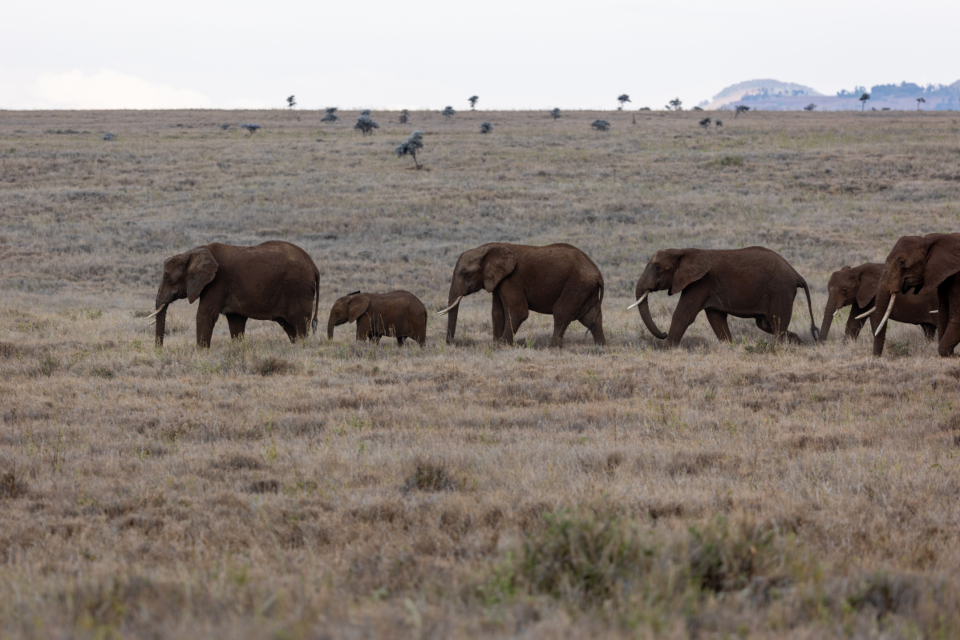 Elephants Herd