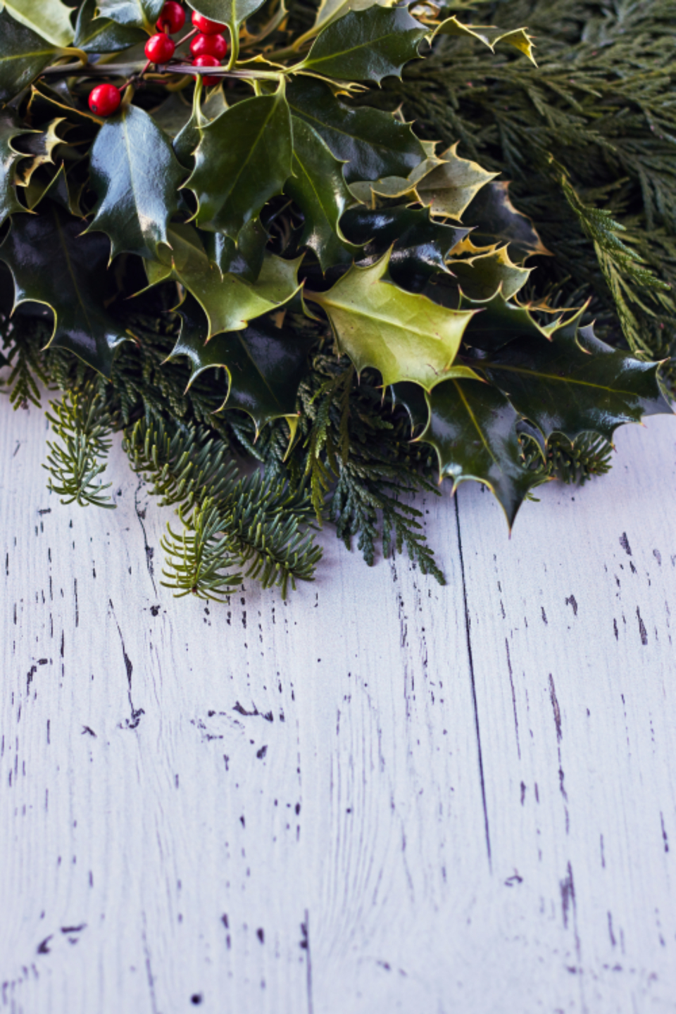 Holly Seasonal