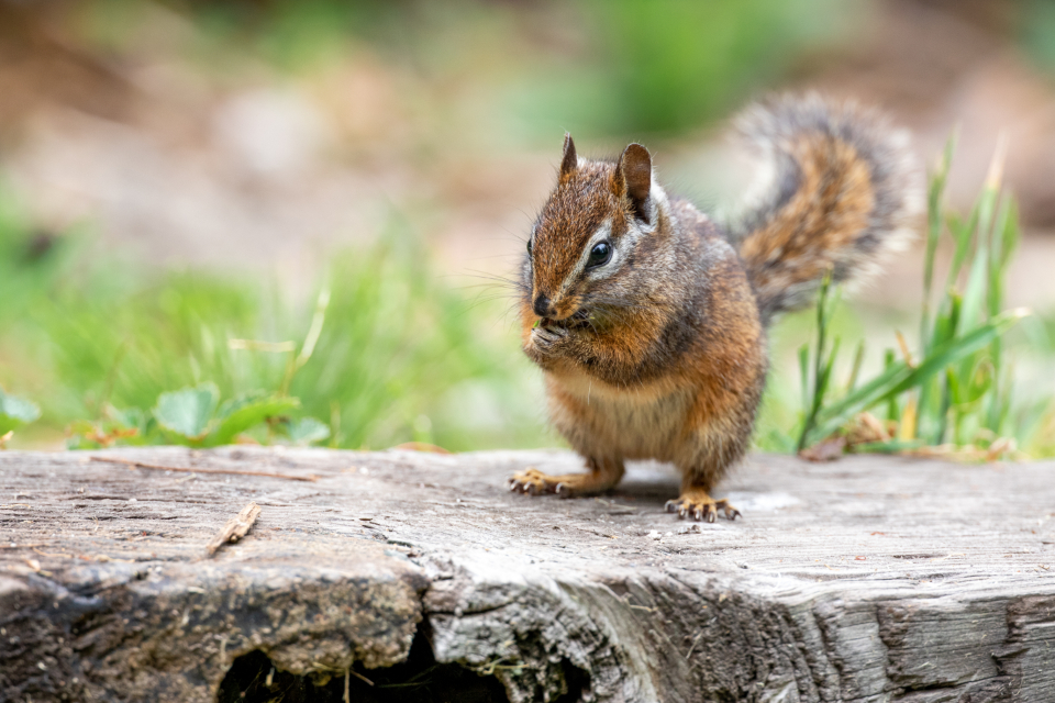 Chipmunk Animal