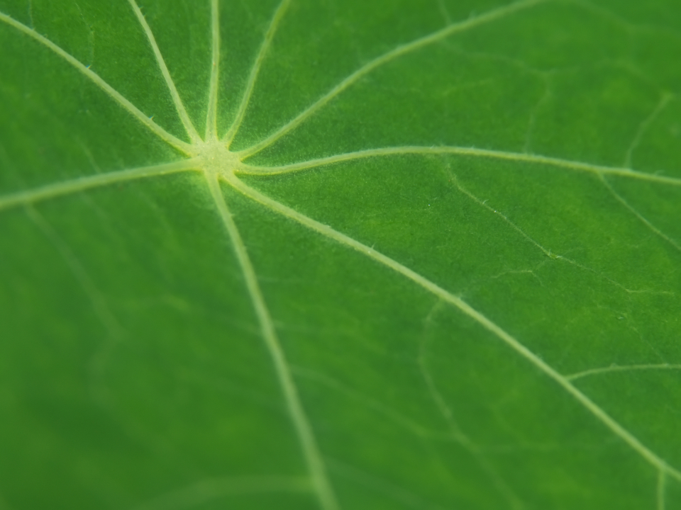 Green Leaf