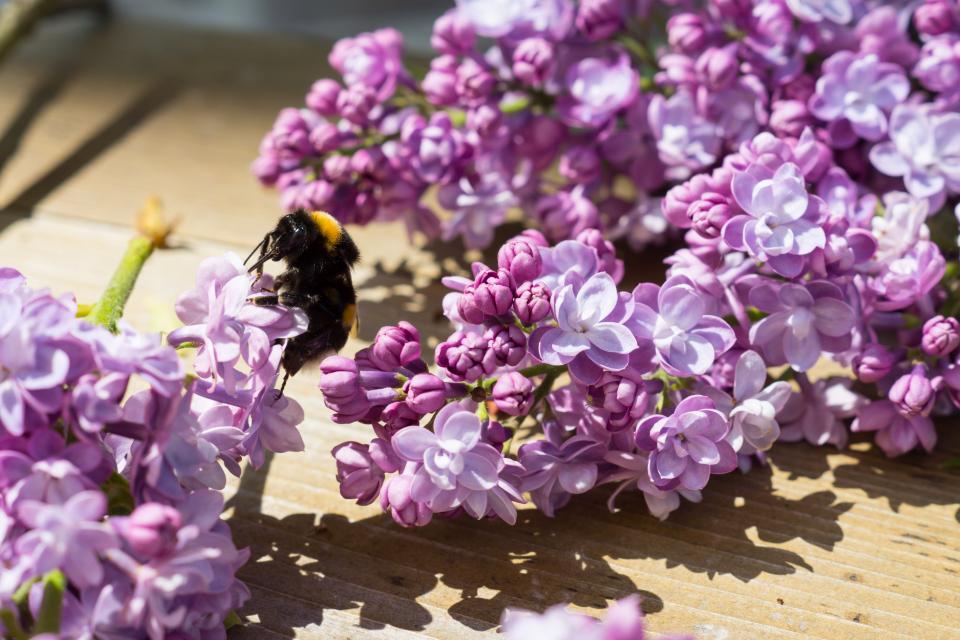 Purple Flowers