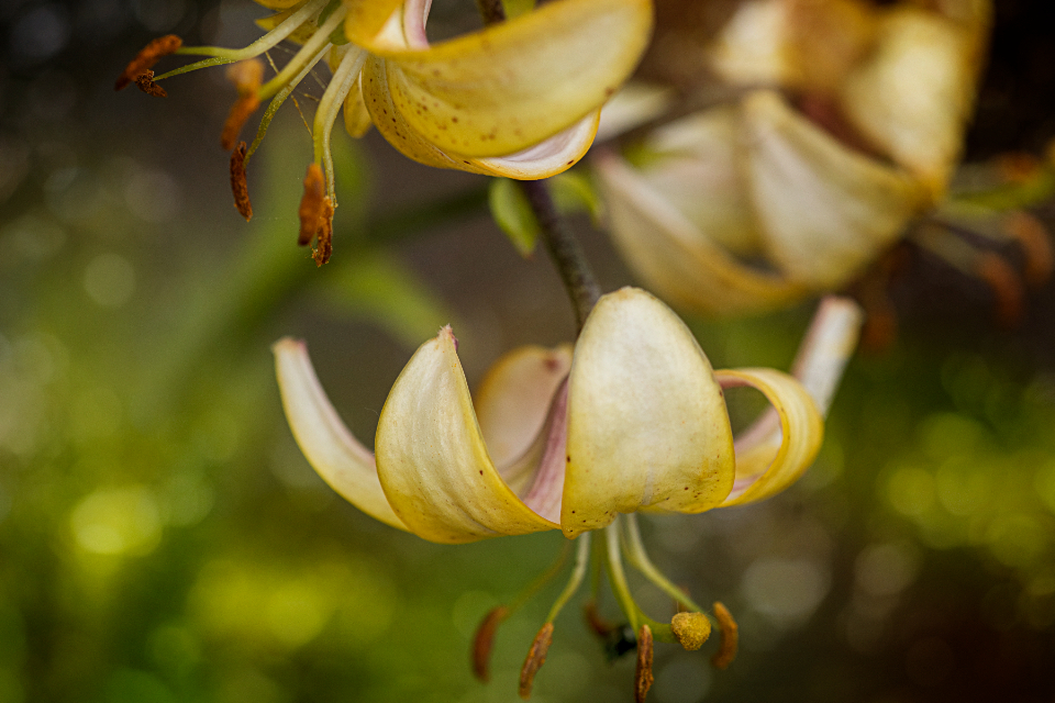 Lily Flower