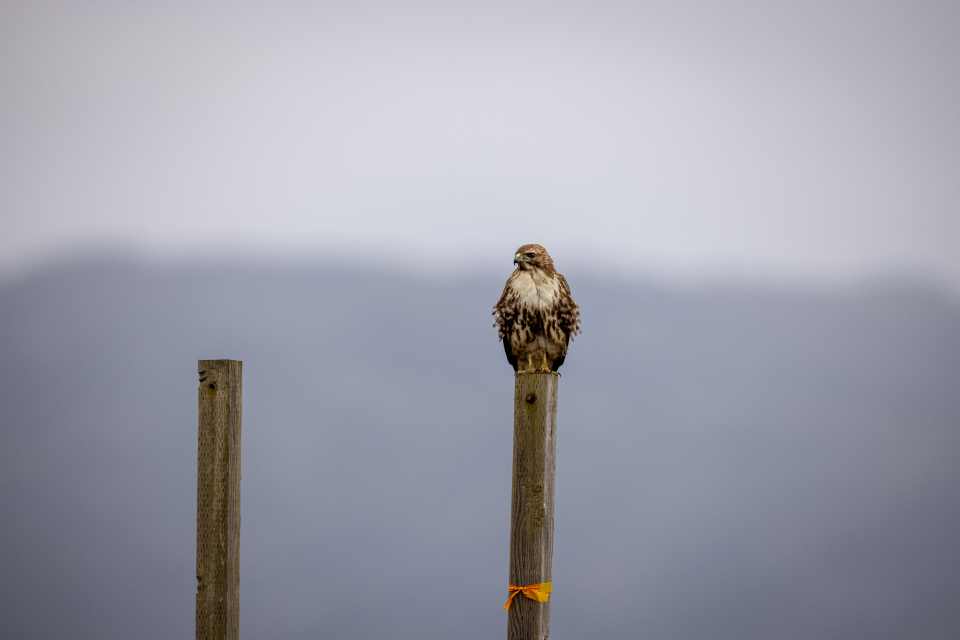 Hawk Bird