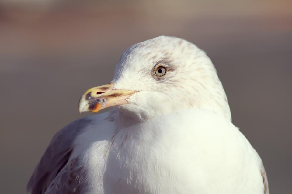 Bird Beak