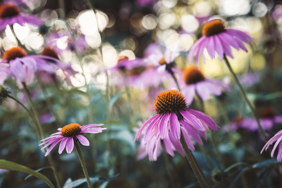 Flowers Garden