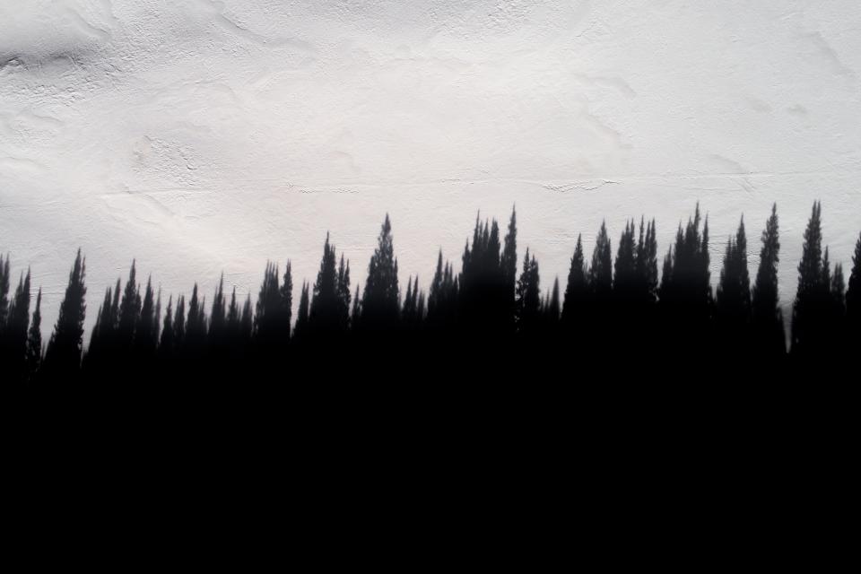 Pine Trees Plants