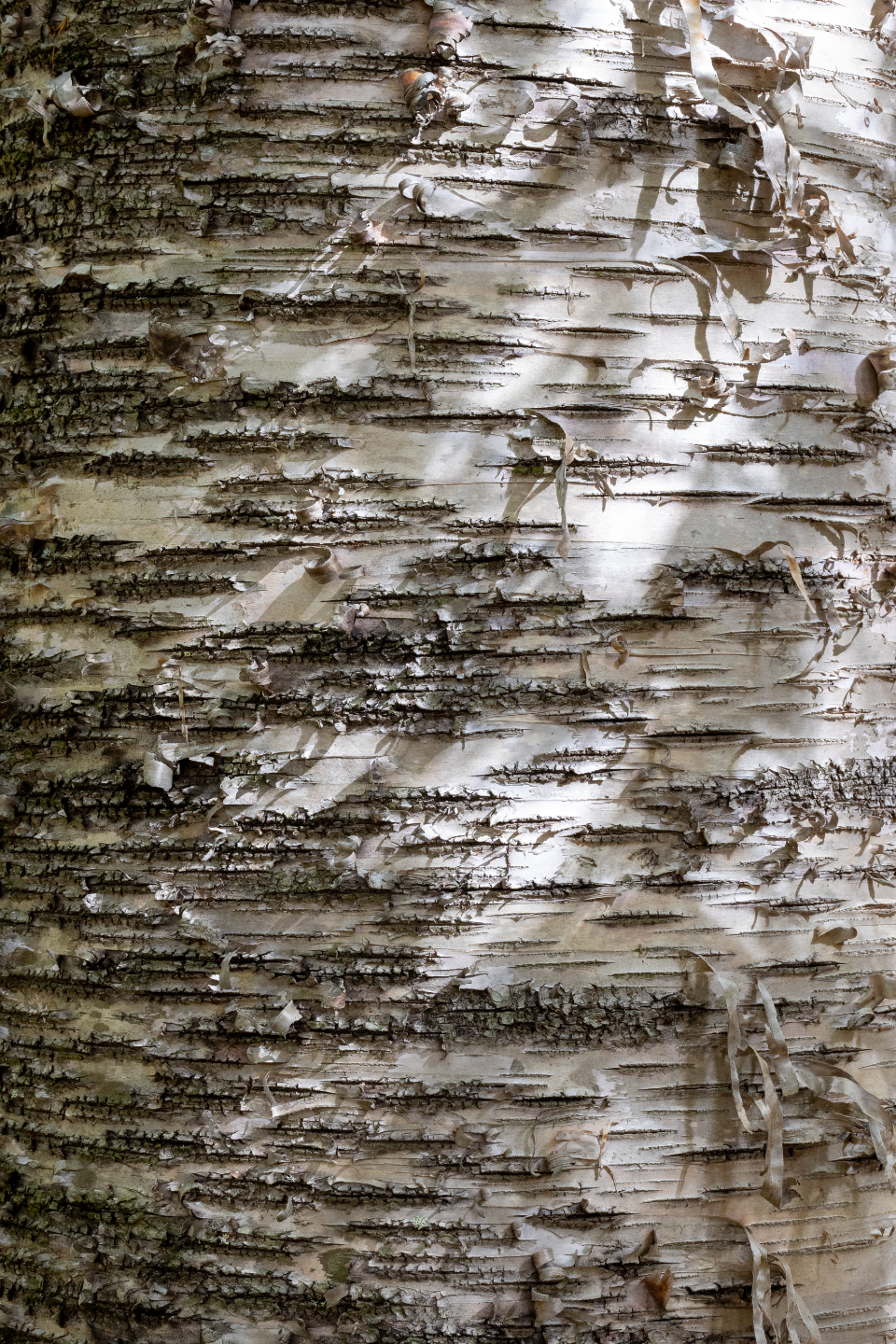 Birch Tree