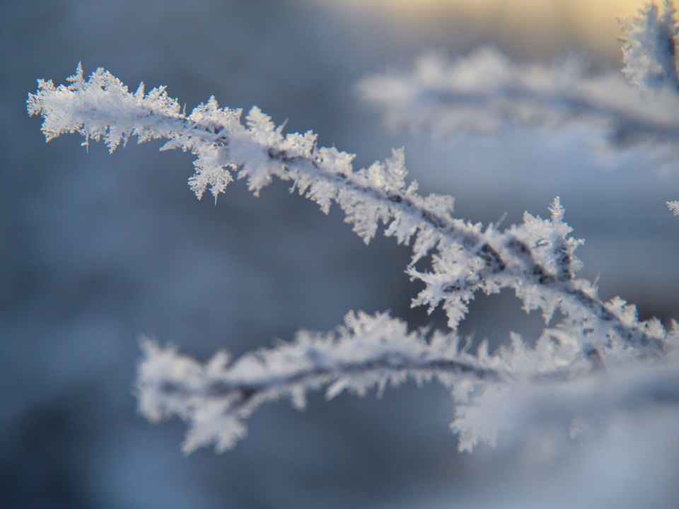 Ice Nature